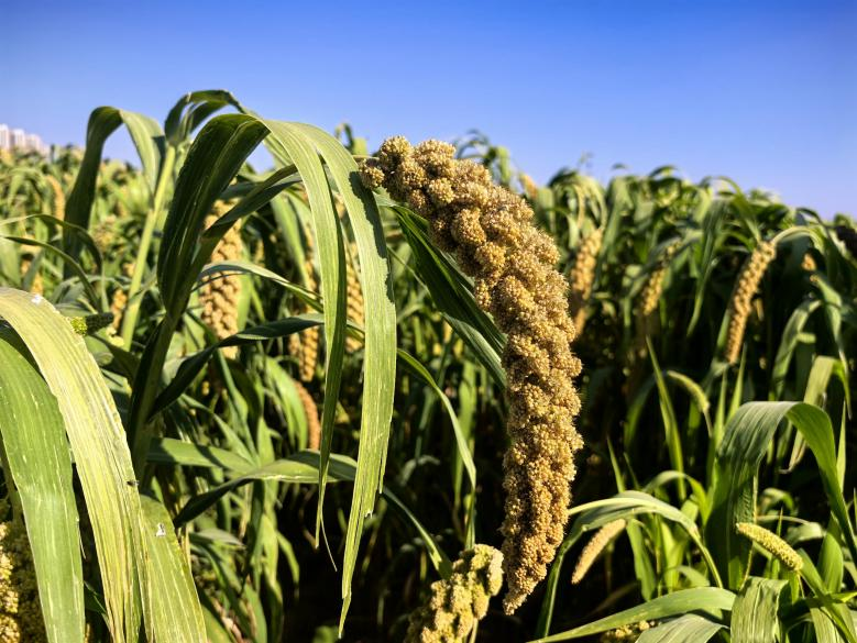 科技添彩生態(tài)田 永定河畔慶豐收——永定三生·農(nóng)谷繪就秋分豐收圖景