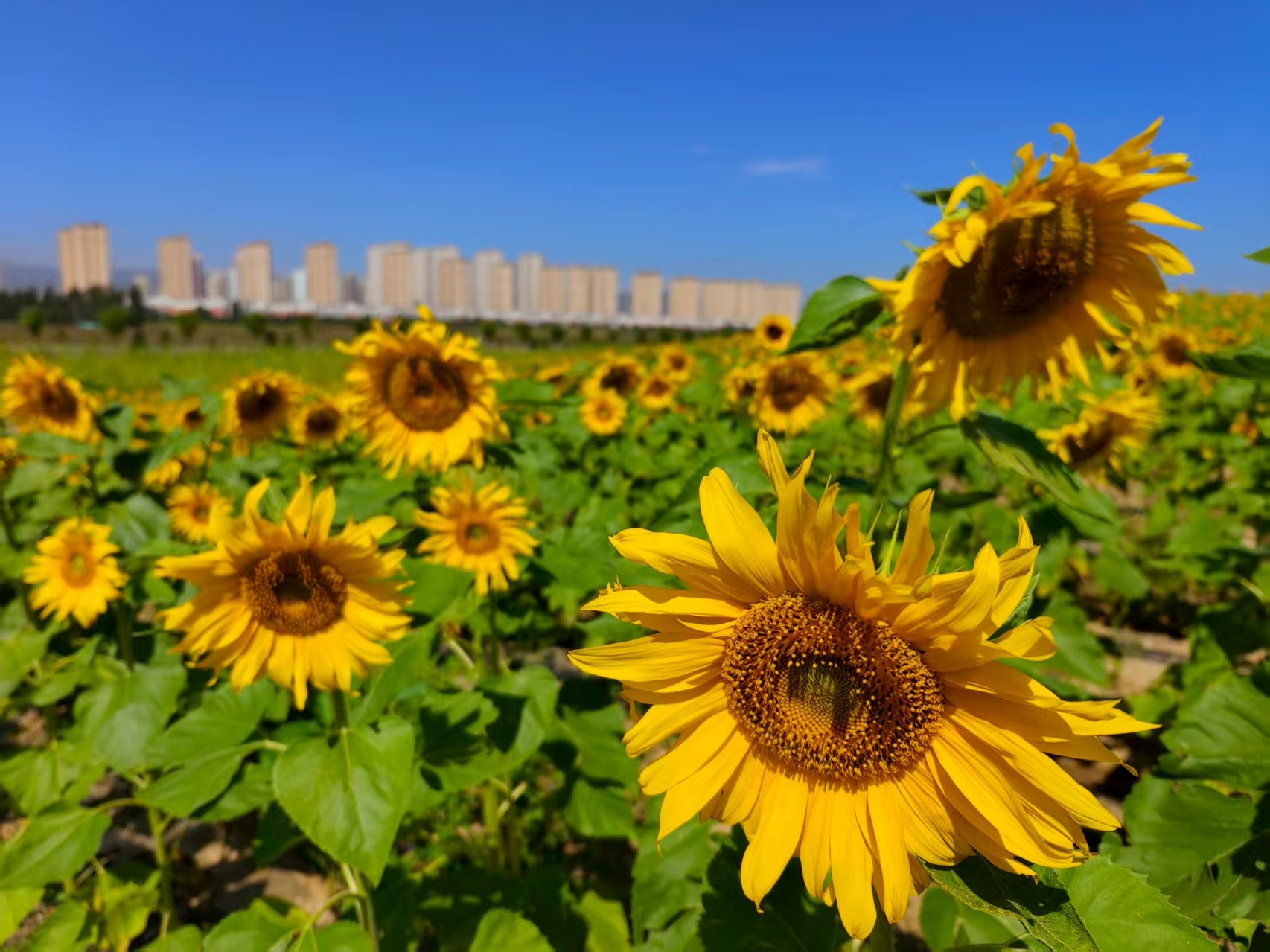 科技添彩生態(tài)田 永定河畔慶豐收——永定三生·農(nóng)谷繪就秋分豐收圖景