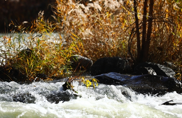 黨建互聯(lián) 支部共建 北京市永定河綜合治理與生態(tài)修復(fù)領(lǐng)導(dǎo)小組辦公室與公司聯(lián)合開展主題黨日活動(dòng) 黨建互聯(lián) 支部共建 北京市永定河綜合治理與生態(tài)修復(fù)領(lǐng)導(dǎo)小組辦公室與公司聯(lián)合開展主題黨日活動(dòng)