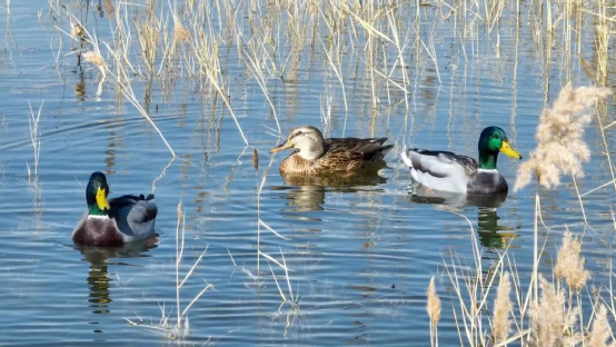 全線通水123天 永定河冰雪一線景象再現(xiàn) 全線通水123天 永定河冰雪一線景象再現(xiàn)